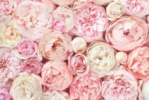 Фотообои Divino Decor Розовые пионы 400х270