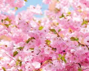 Фотообои Divino Decor/C коллекцияC-023Ветви вишни 300х238 см