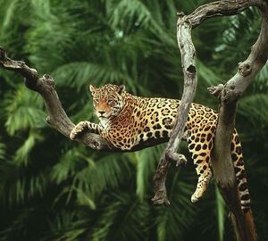 Фотообои Divino Decor/C коллекцияC-083Ягуар300х270см