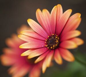 Фотообои Divino Decor/C коллекцияC-149Макро300х270см