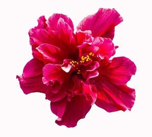 Фотообои Divino Decor/D коллекцияD-042Гибискус300х270 см