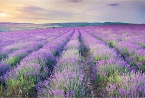 Фотообои Лавандовое поле
