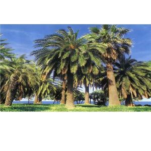 Фотообои Тула бумажные глянцевые Пальмы
